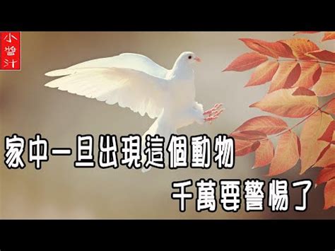 鴿子死在家門口|【鴿子死在家門口】鴿子死在家門口！風水徵兆替人擋災？專家揭。